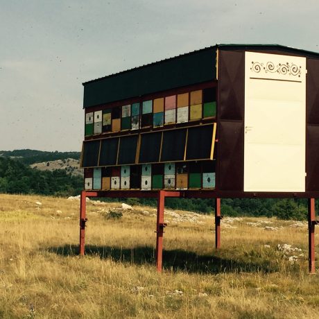 Pčele-na-Velebitu